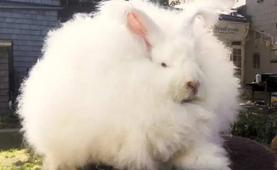 Angora - jak wybrać, nosić i pielęgnować, by służyła dłużej?